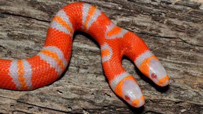 Two headed Honduran milk snake